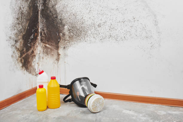 Best Emergency Mold Remediation in Del Aire, CA