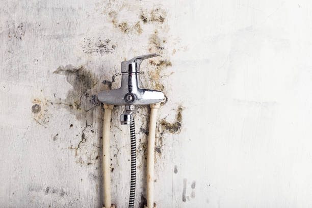 Best Black Mold Remediation in Del Aire, CA