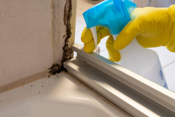 Best Commercial Mold Remediation in Del Aire, CA