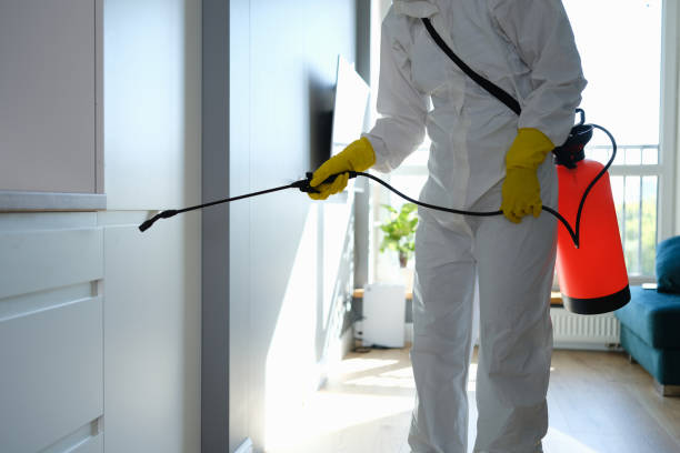Best HVAC Mold Remediation in Del Aire, CA