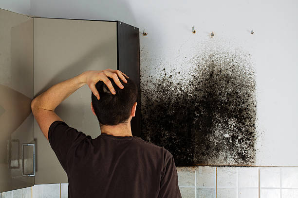 Best Attic Mold Remediation in Del Aire, CA